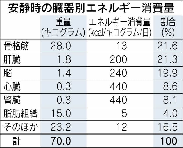 部位別の基礎代謝量